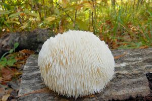 Ежовик гребенчатый – гриб для здоровья
