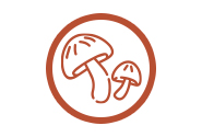 /advise/beneficial-mushrooms/